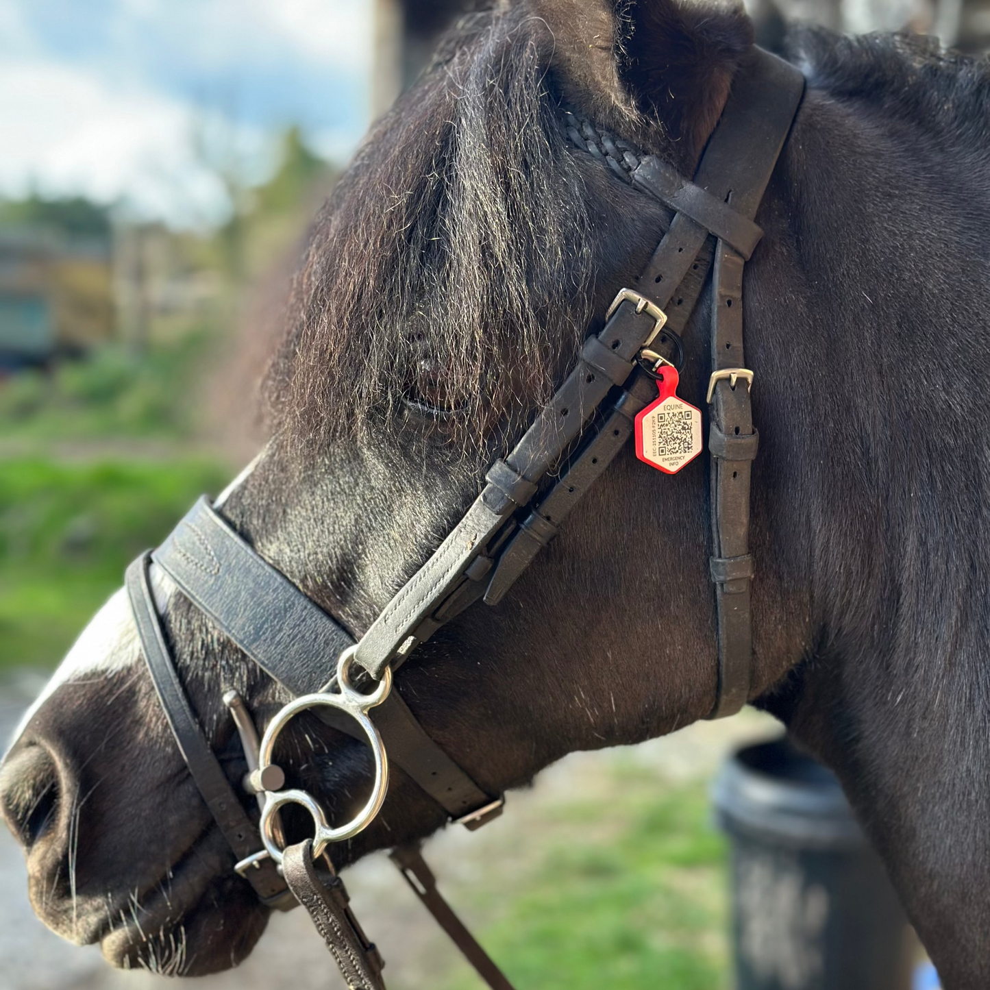 Equine Emergency Tag (EnduroTag)