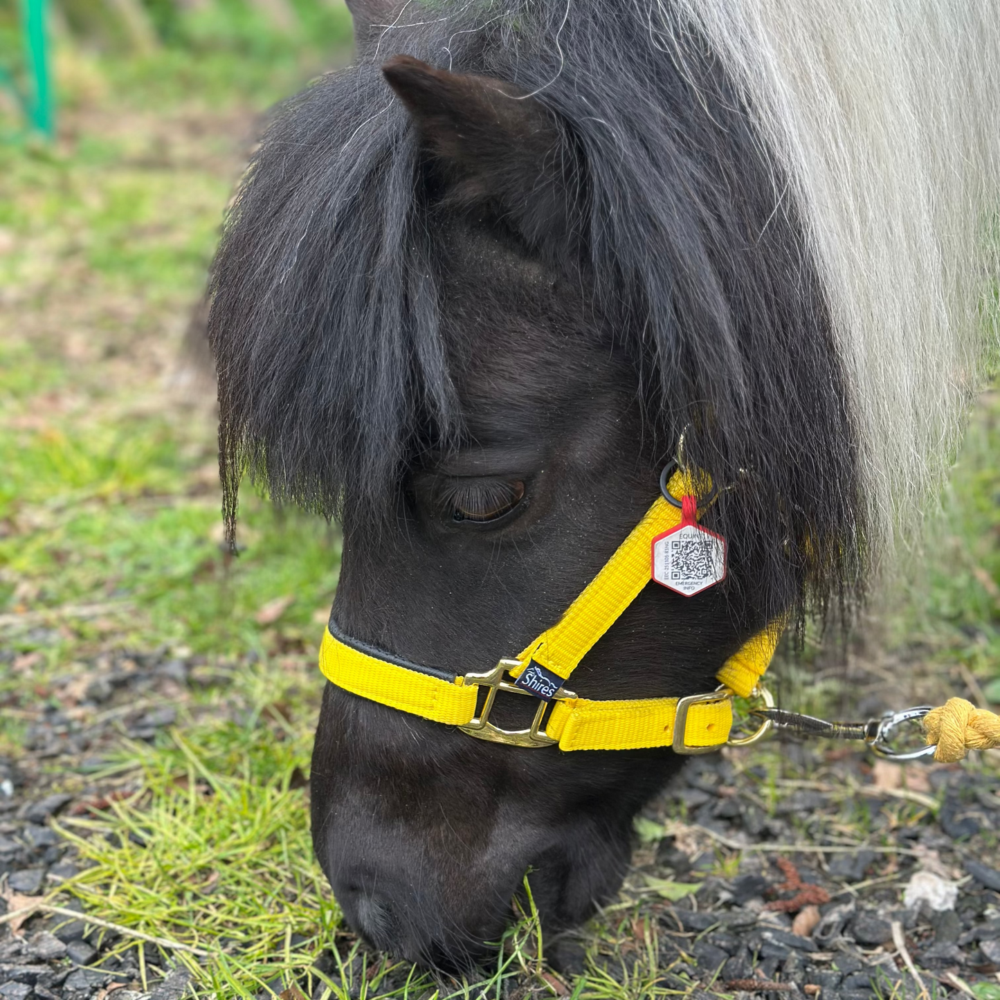 Equine Emergency Tags