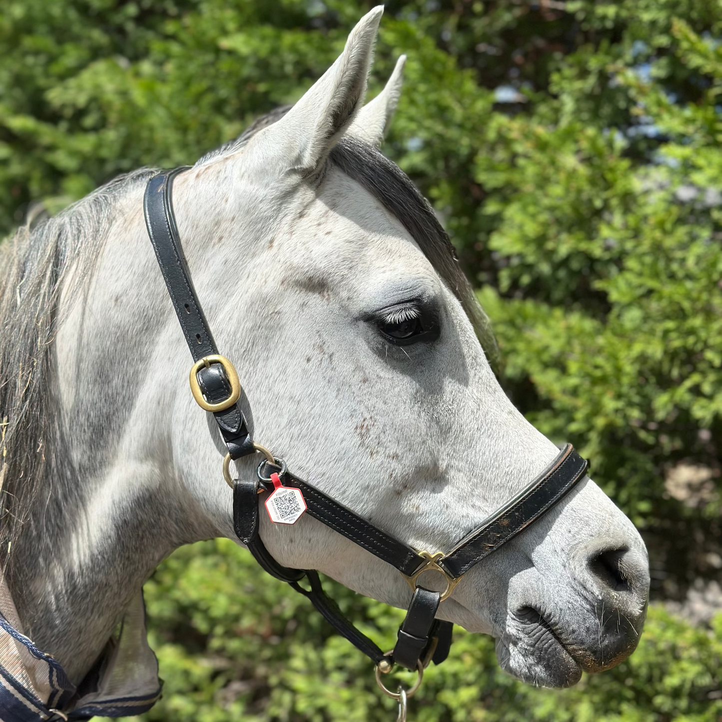 Equine Emergency Tags